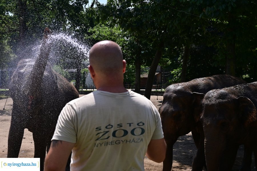 Állatparki wellness
