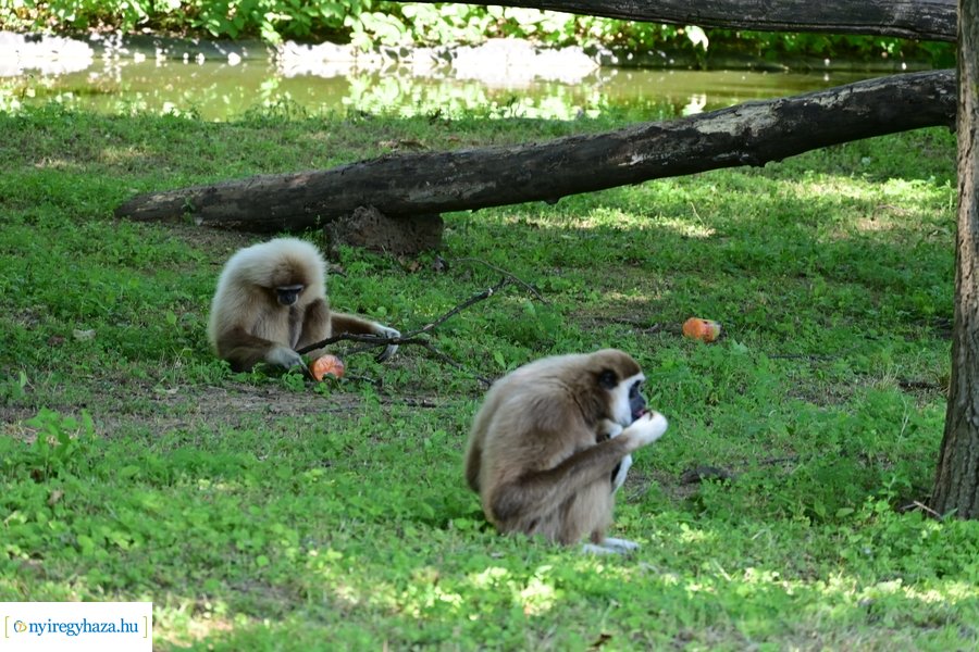 Állatparki wellness