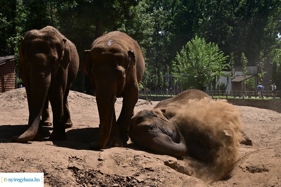 Állatparki wellness