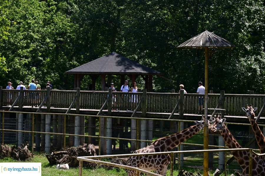 Állatparki wellness