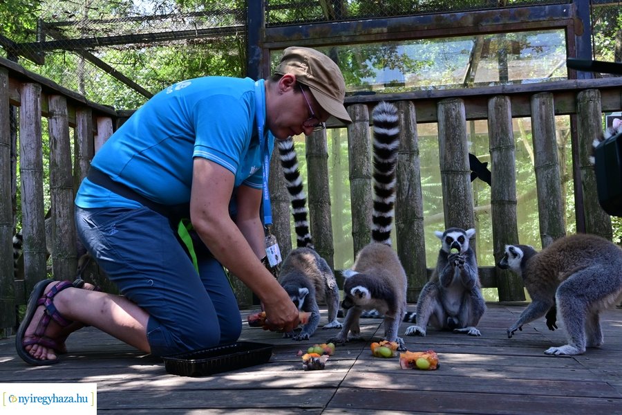 Állatparki wellness