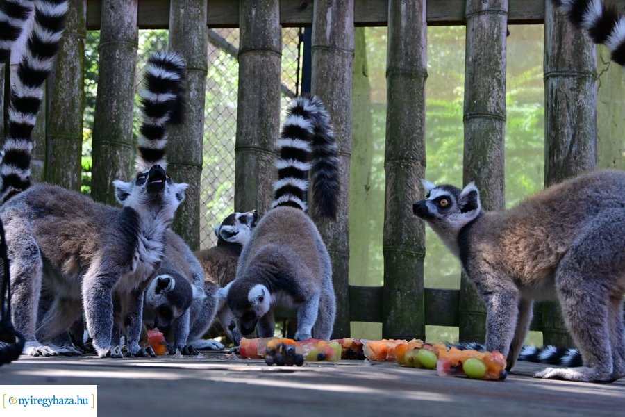 Állatparki wellness