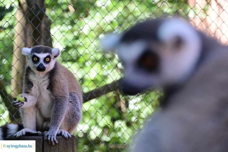 Állatparki wellness