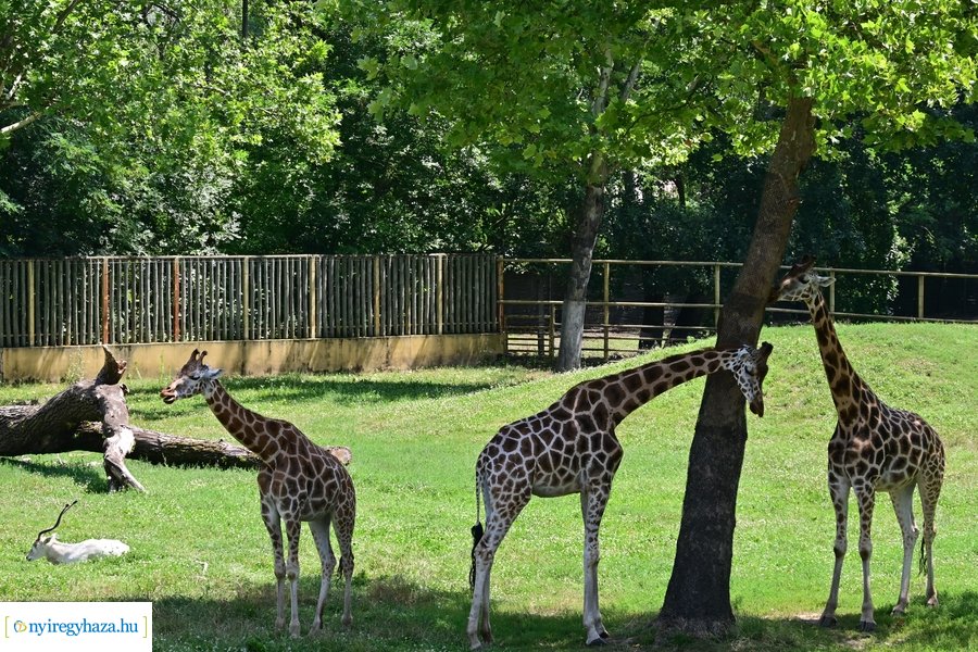 Állatparki wellness
