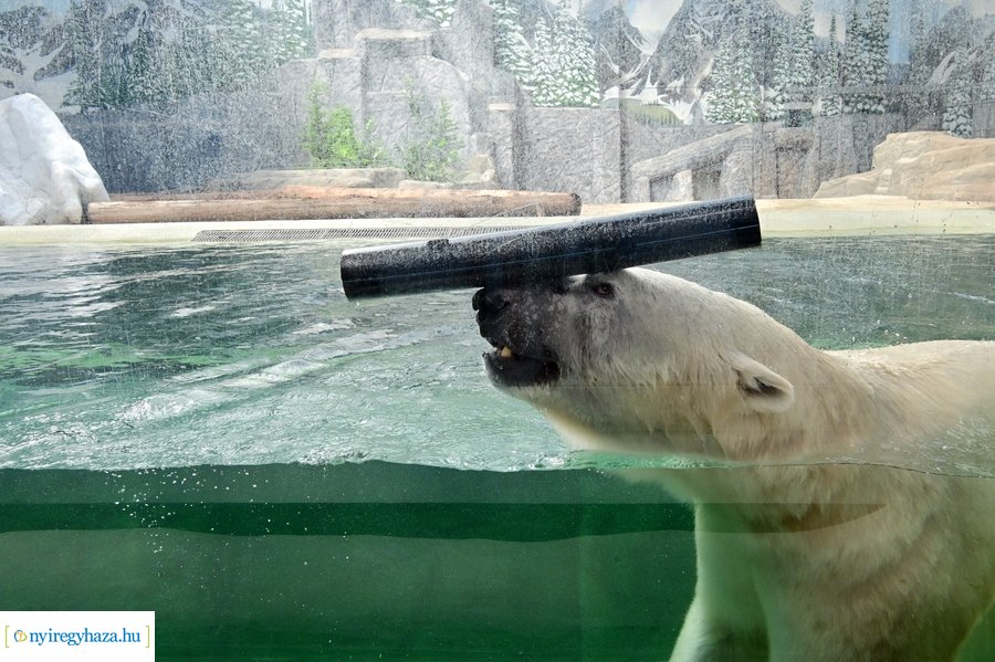 Állatparki wellness