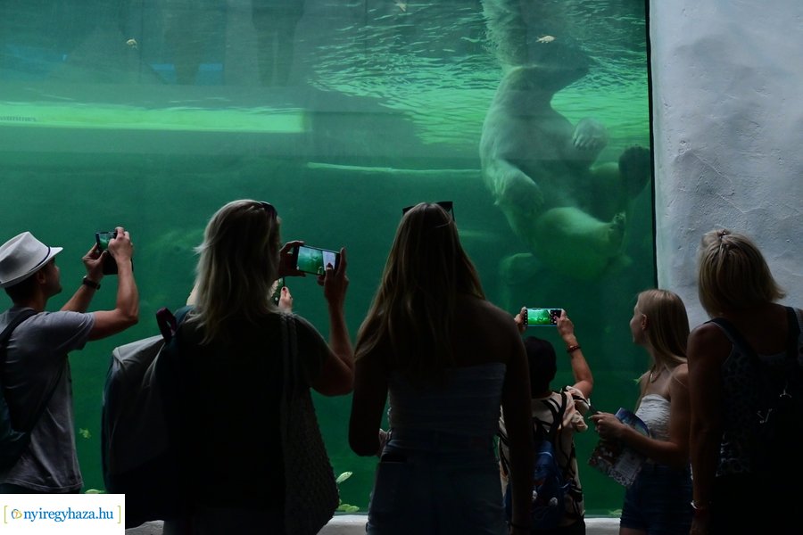 Állatparki wellness