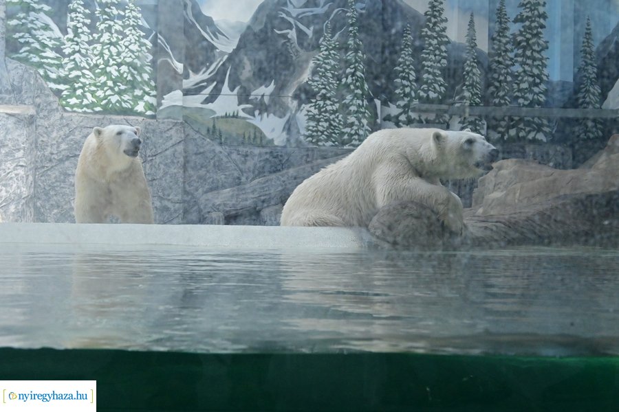 Állatparki wellness