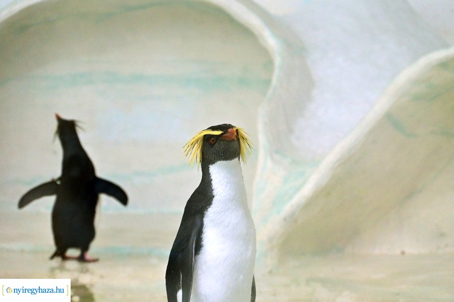 Állatparki wellness