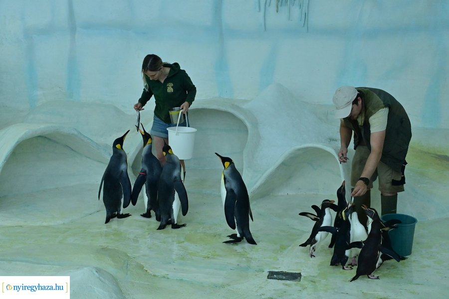 Állatparki wellness