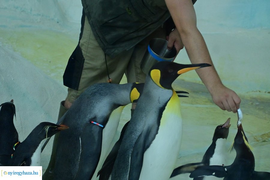 Állatparki wellness