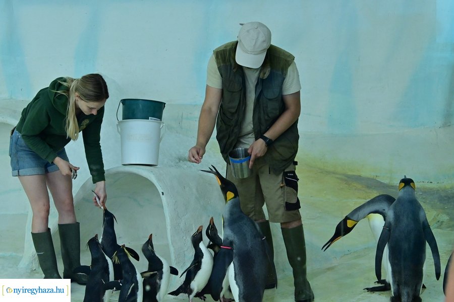 Állatparki wellness