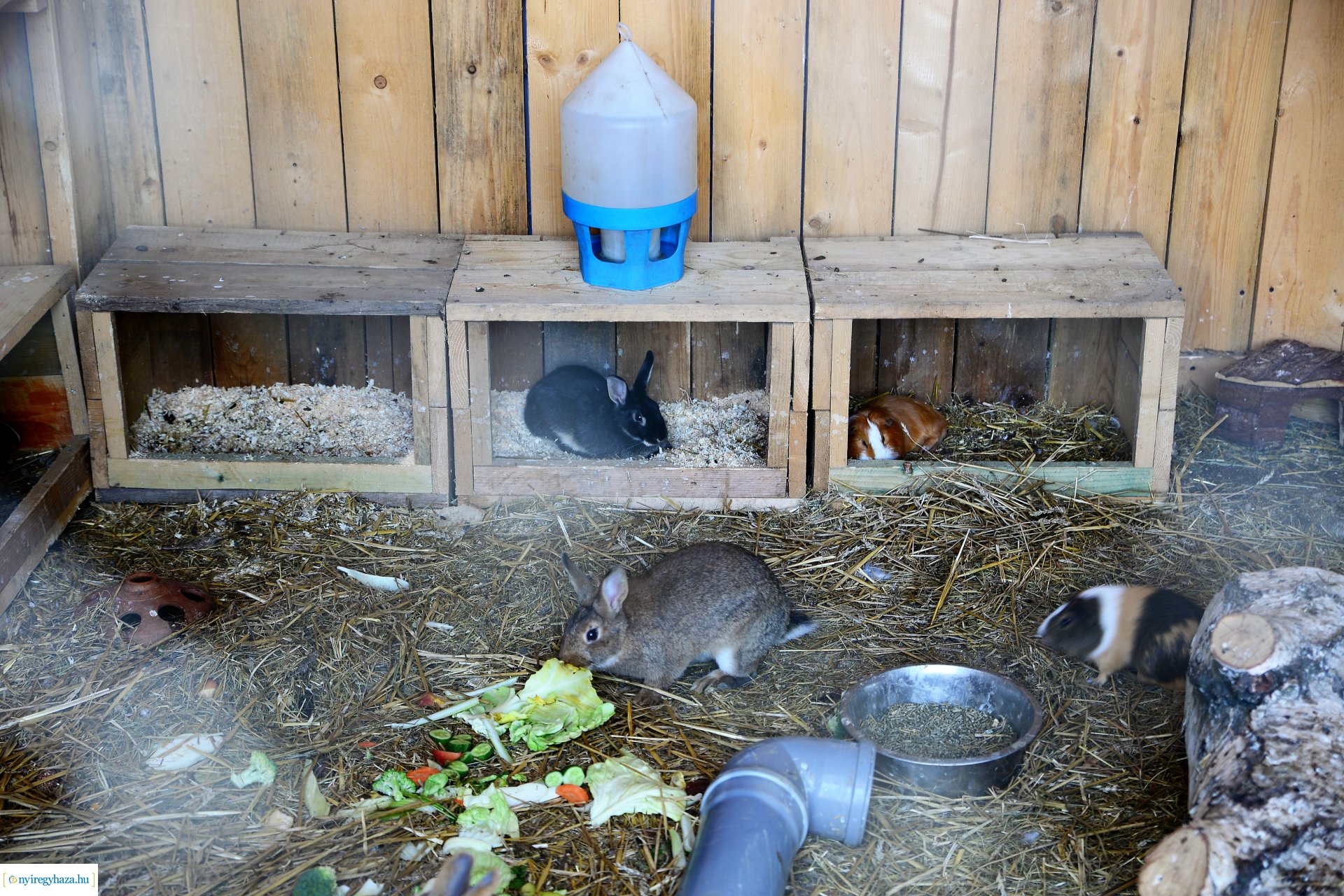 Állatsimogató és biokert átadás Sóstóhegyen