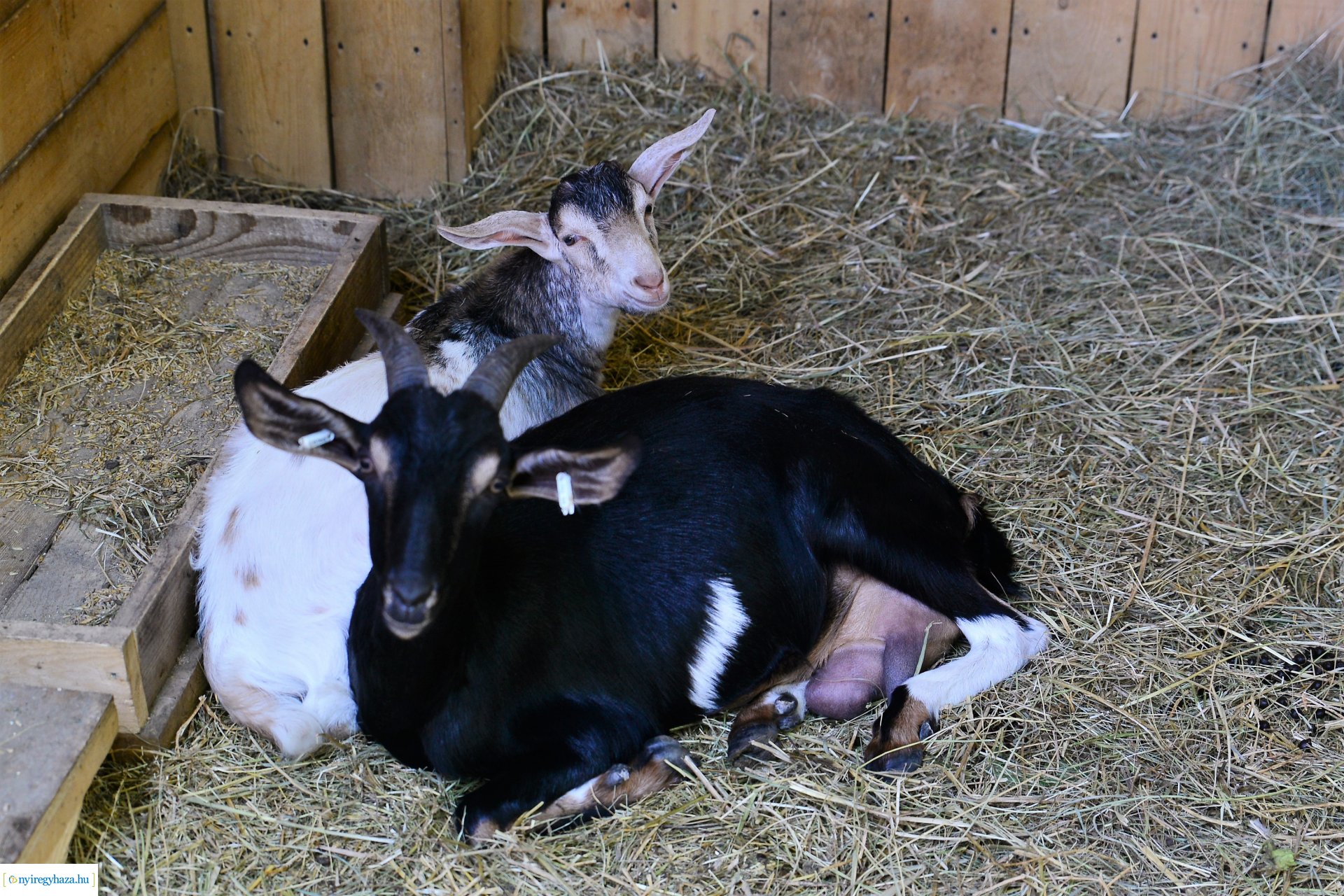 Állatsimogató és biokert átadás Sóstóhegyen
