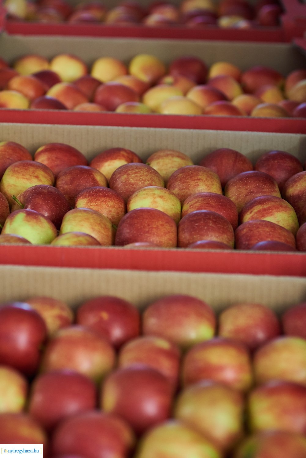 Alma adomány 20211015