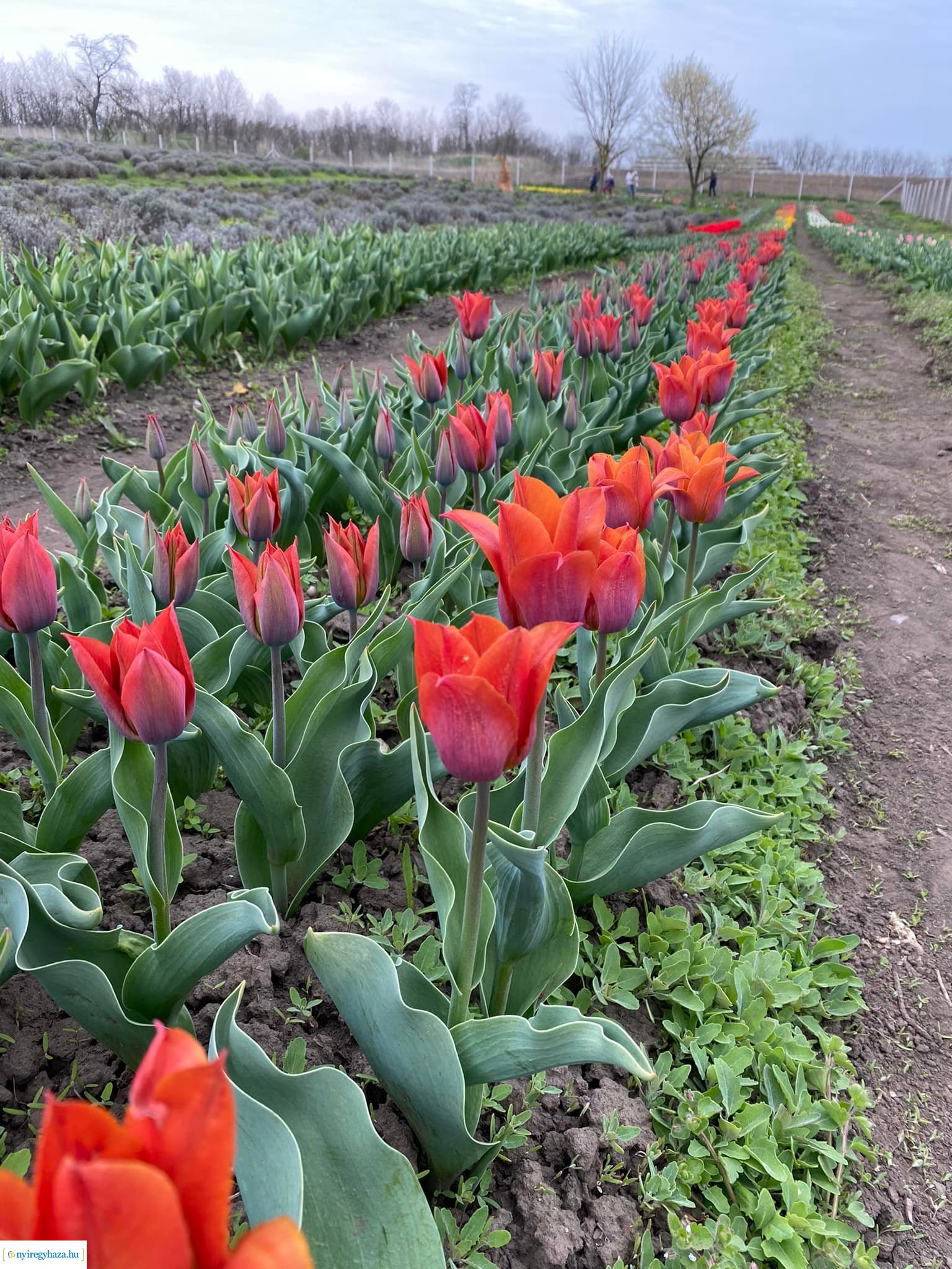 Anyák napi kerékpártúrát szervez a ViniBike Kerékpáros Sportegyesület  (Képek forrása: A Kert - a túra célállomása)