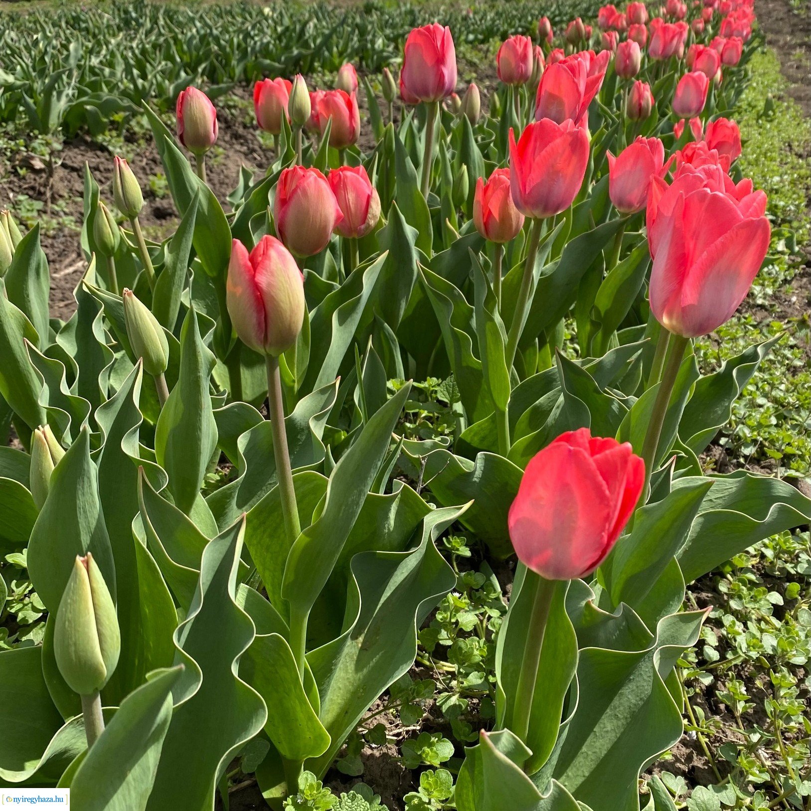 Anyák napi kerékpártúrát szervez a ViniBike Kerékpáros Sportegyesület  (Képek forrása: A Kert - a túra célállomása)