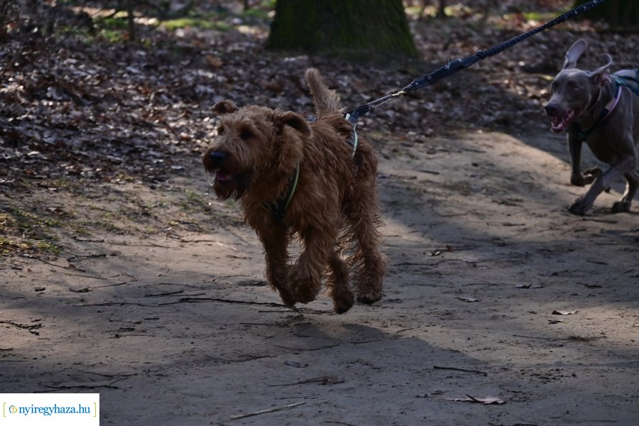 Ápolók futása 2024