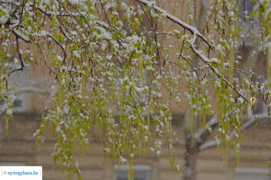 Áprilisi tréfa 20230406