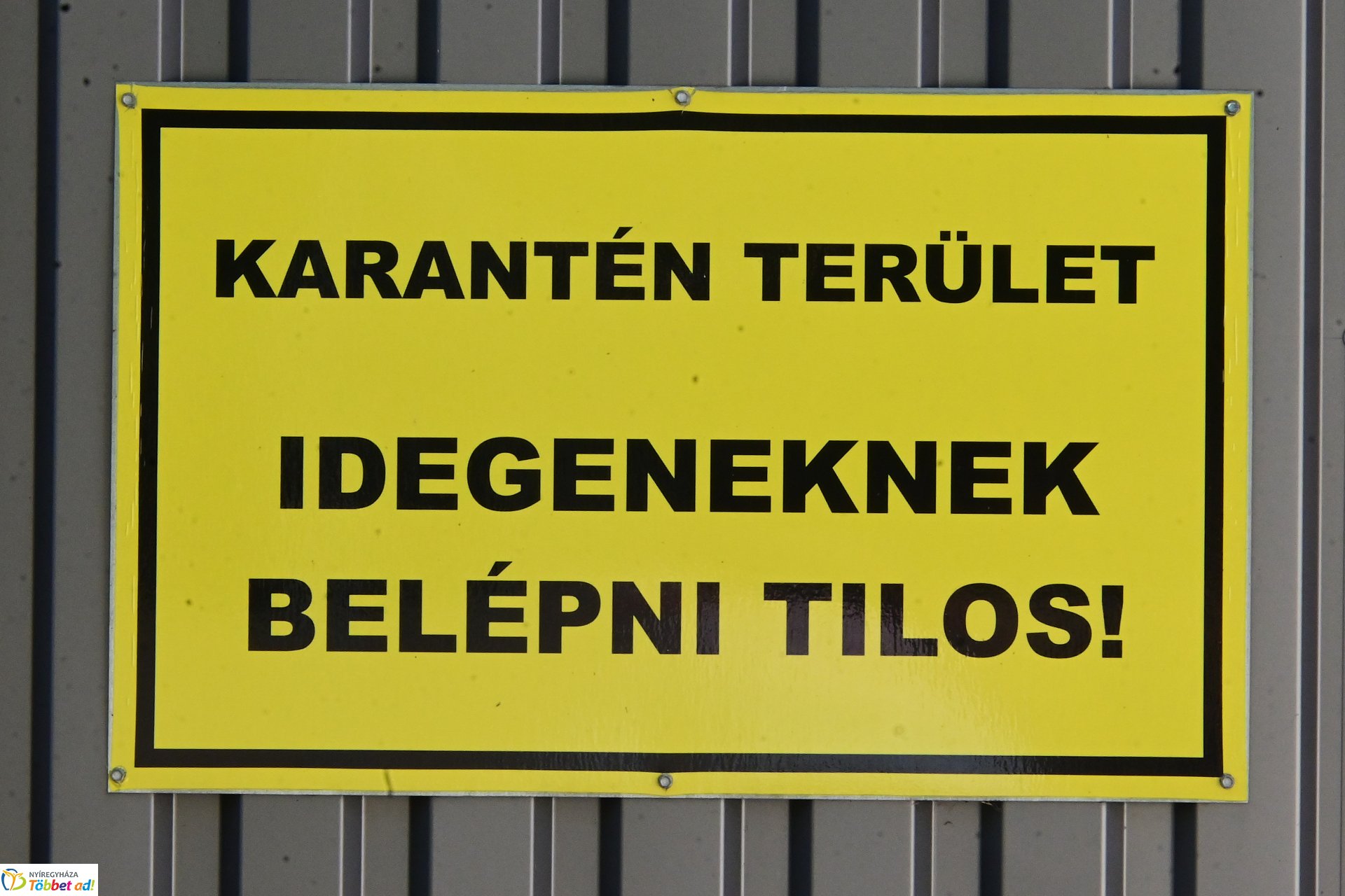 Augusztusi rendkívüli örökbefogadási nap az Állategészségügyi Telepen
