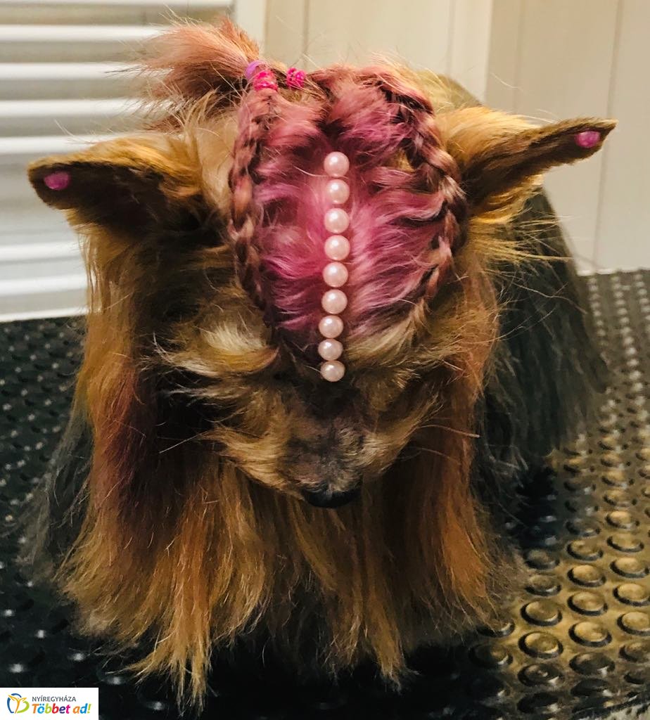 Az ebkozmetikus mesél