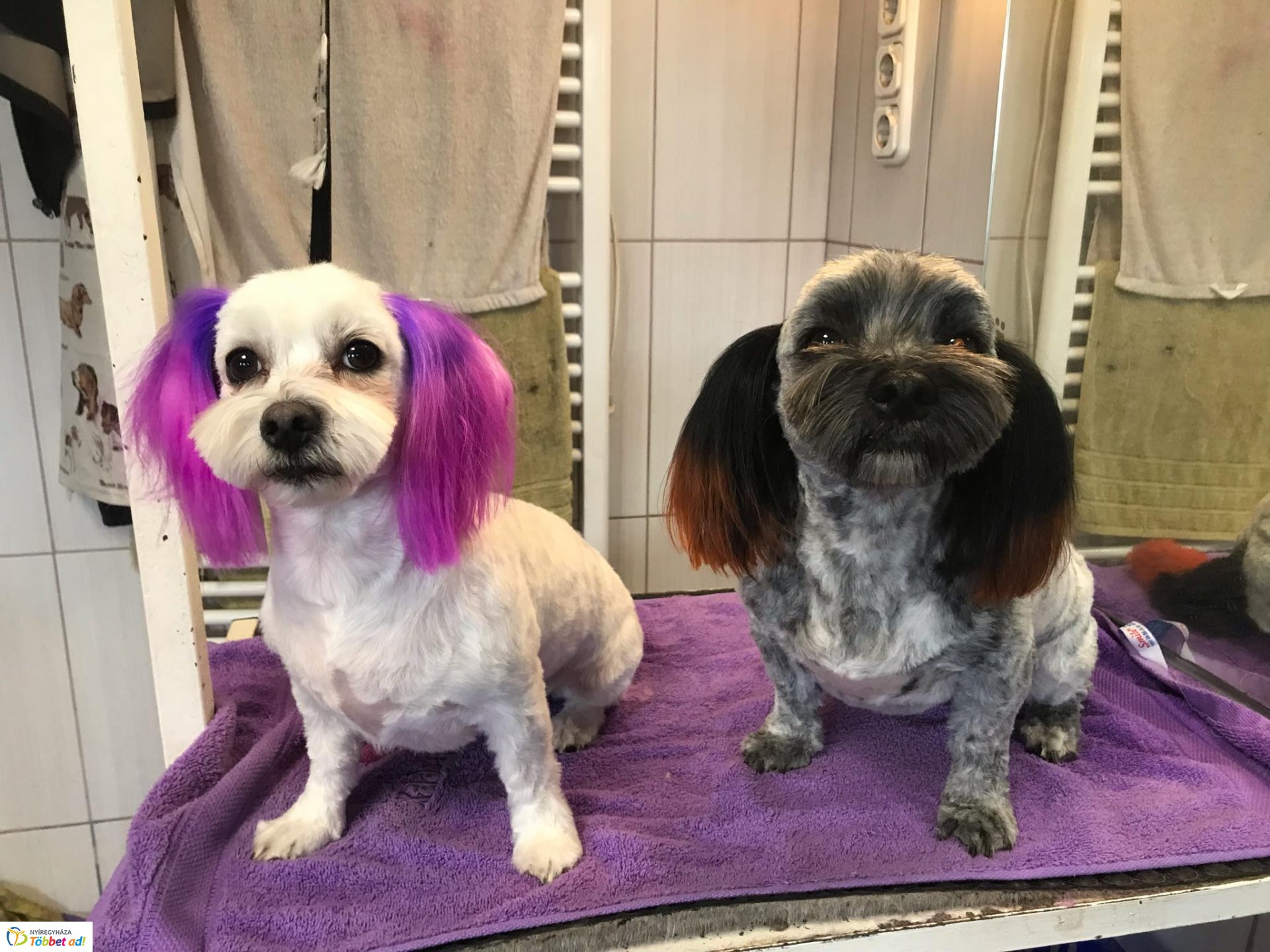 Az ebkozmetikus mesél