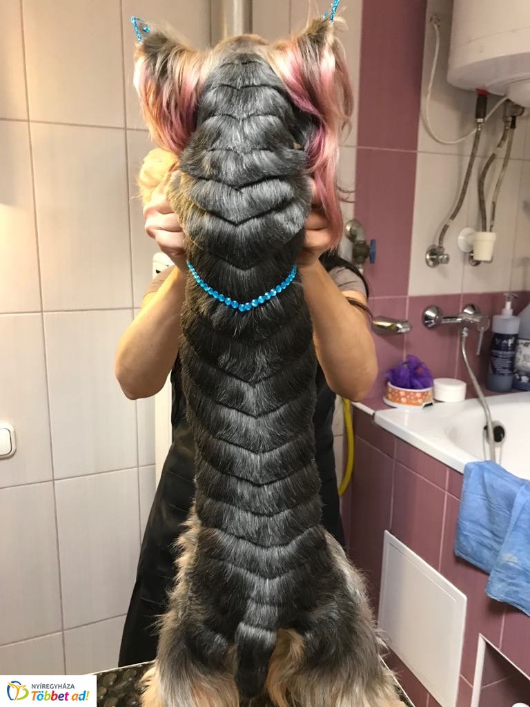 Az ebkozmetikus mesél