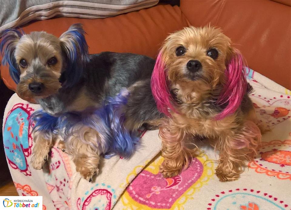 Az ebkozmetikus mesél