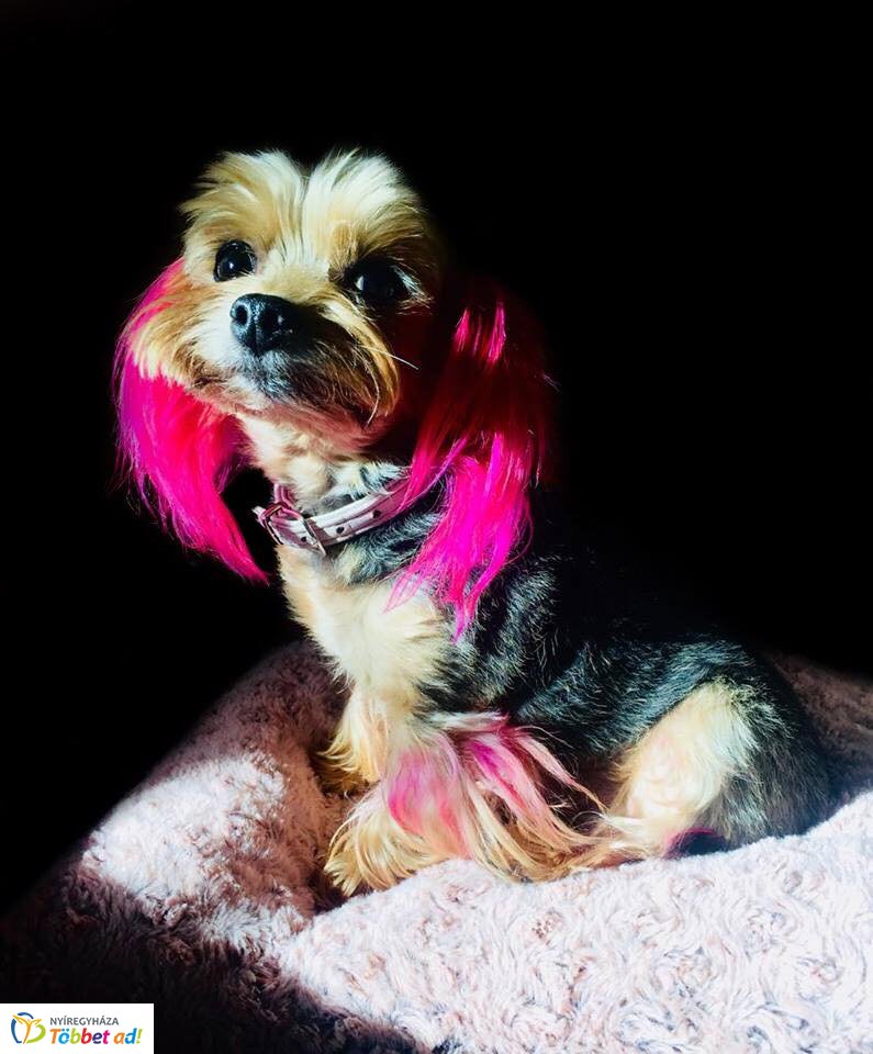 Az ebkozmetikus mesél