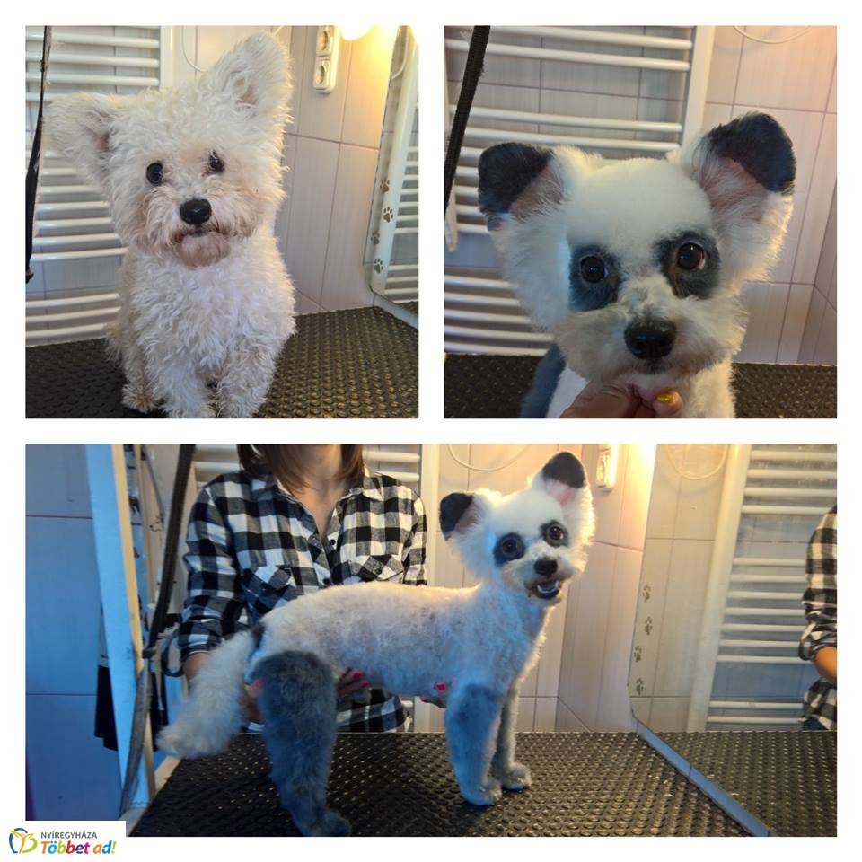 Az ebkozmetikus mesél