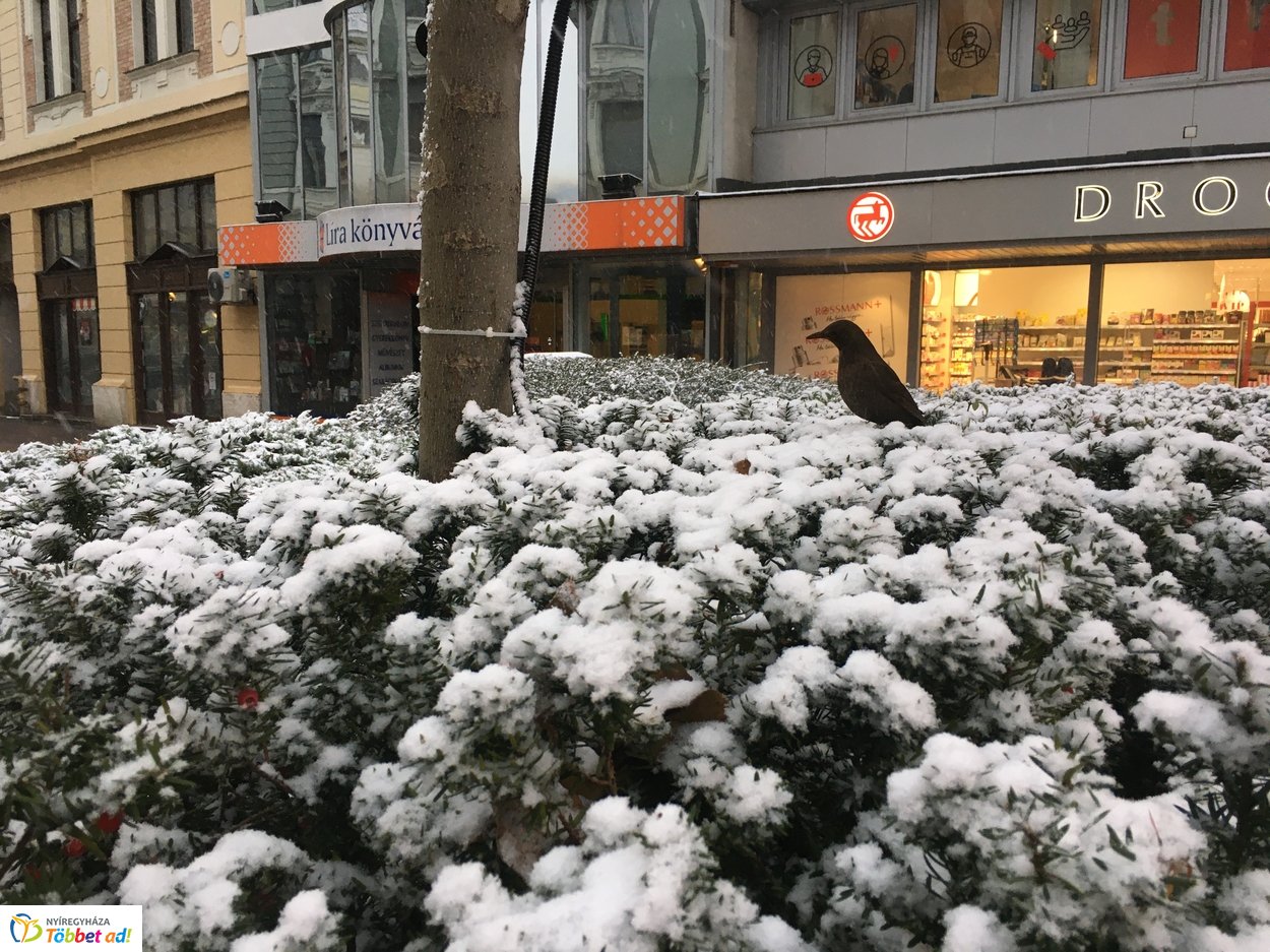 Az első hó 20191202