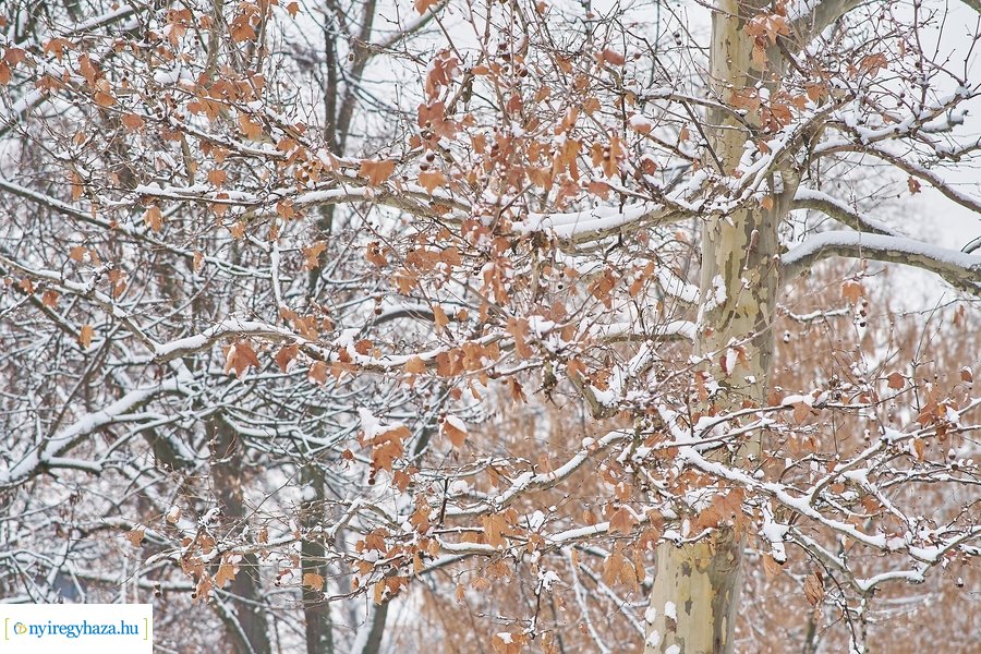 Az első hó 20210113