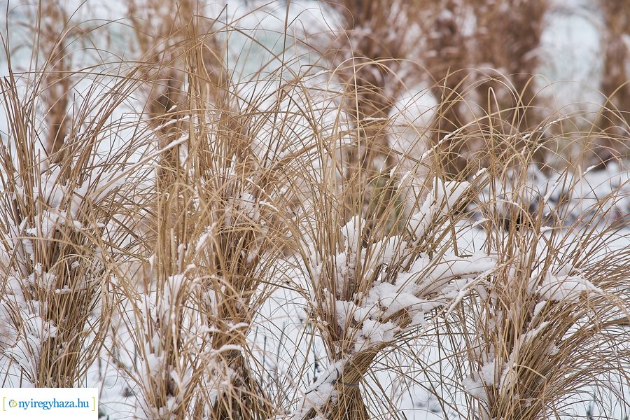 Az első hó 20210113