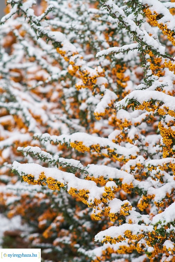 Az első hó 20210113