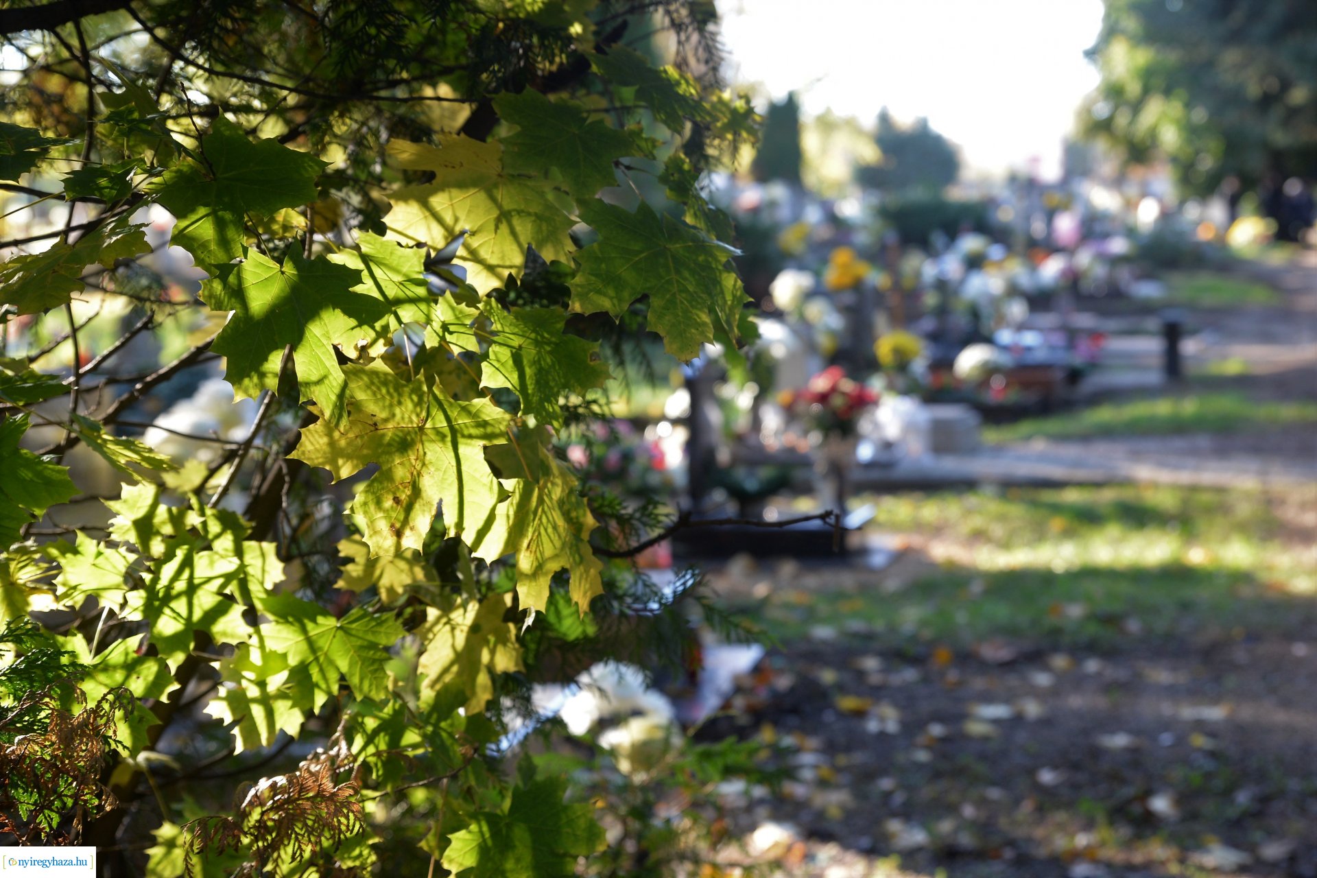 Az emlékezés virágai...