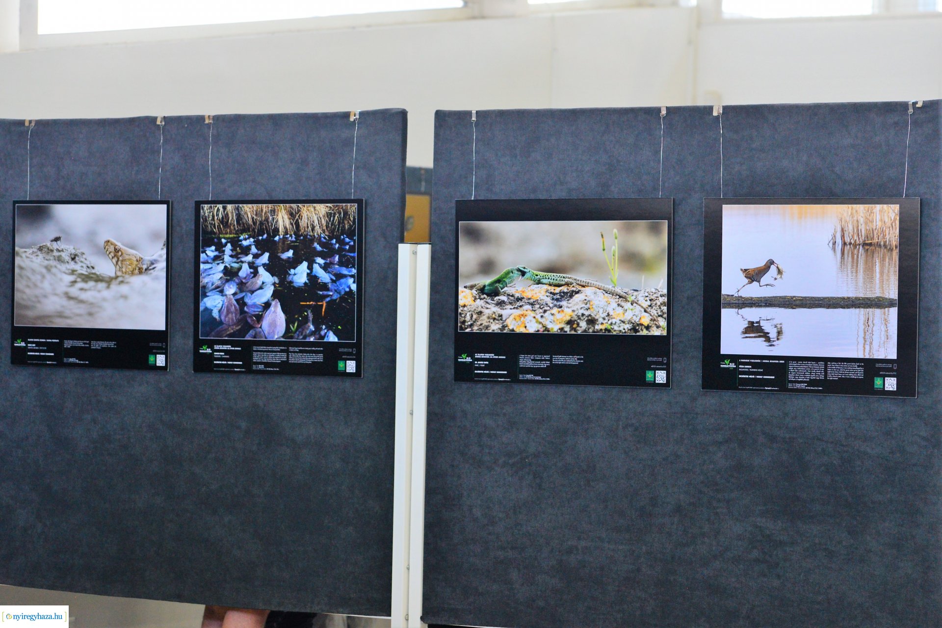 Az Év Természetfotósa 2020 - kiállításmegnyitó