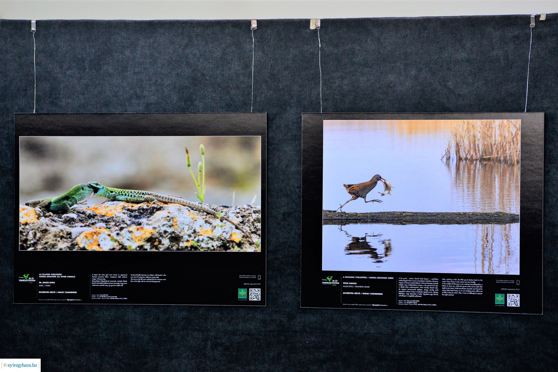 Az Év Természetfotósa 2020 - kiállításmegnyitó