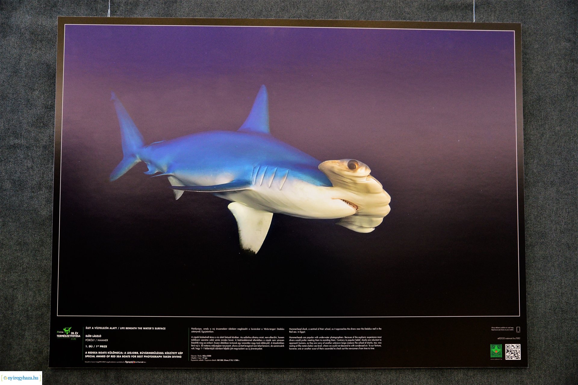 Az Év Természetfotósa 2020 - kiállításmegnyitó