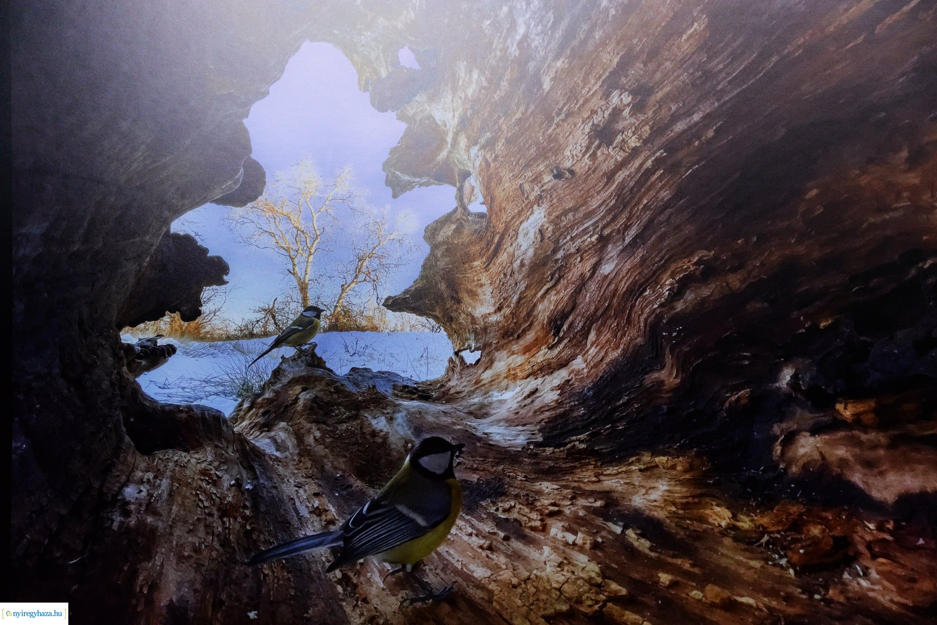 Az év természetfotósa 2022 - kiállításmegnyitó a VMKK-ban