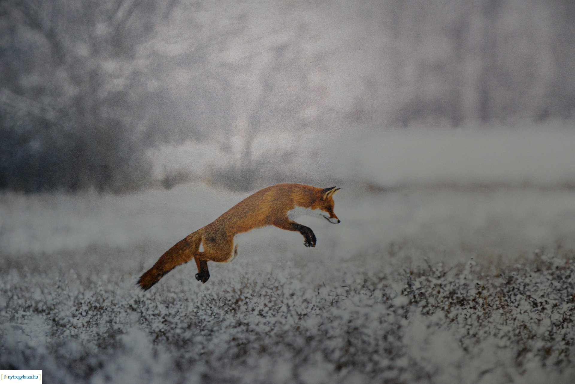 Az év természetfotósa 2022 - kiállításmegnyitó a VMKK-ban