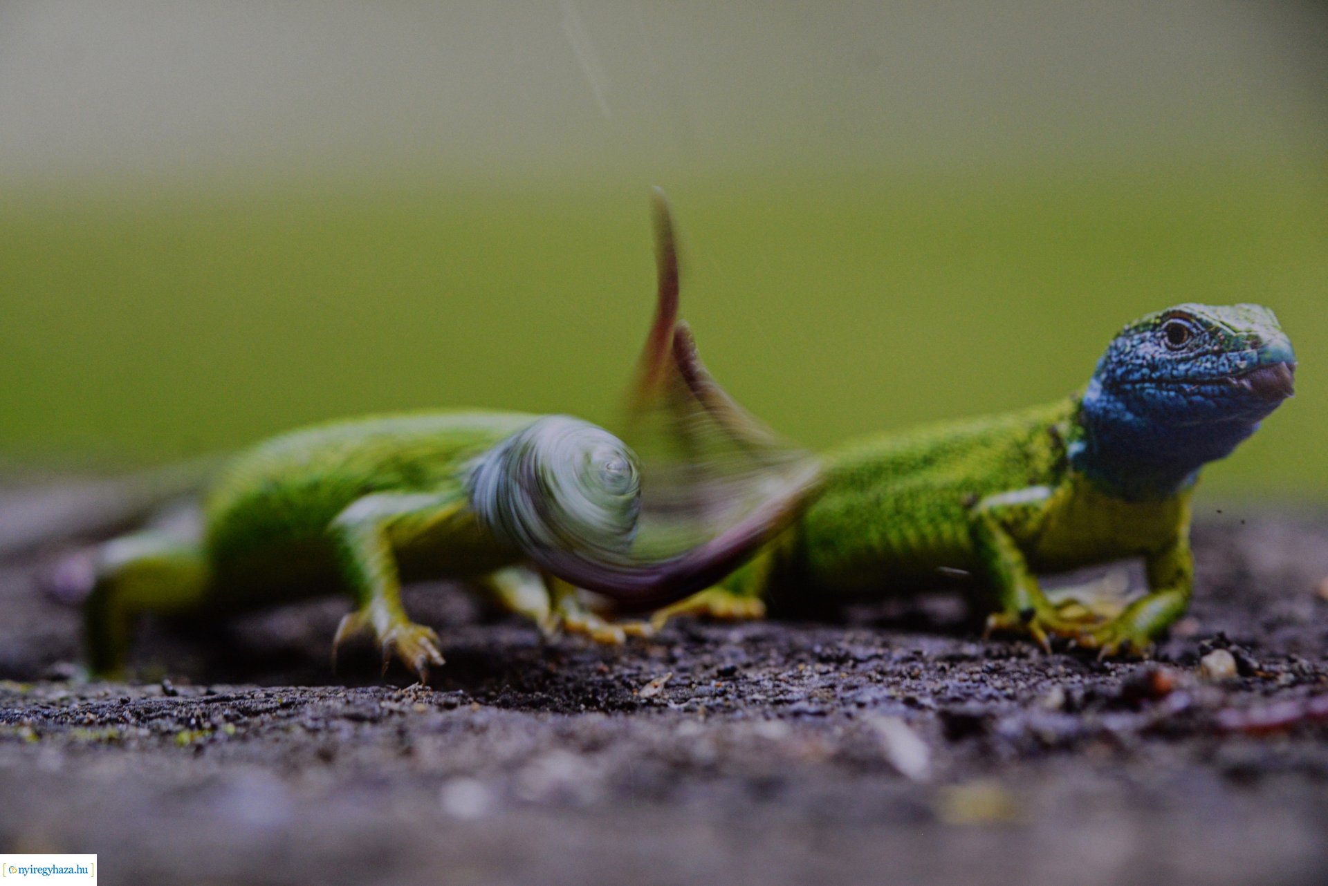 Az év természetfotósa 2022 - kiállításmegnyitó a VMKK-ban