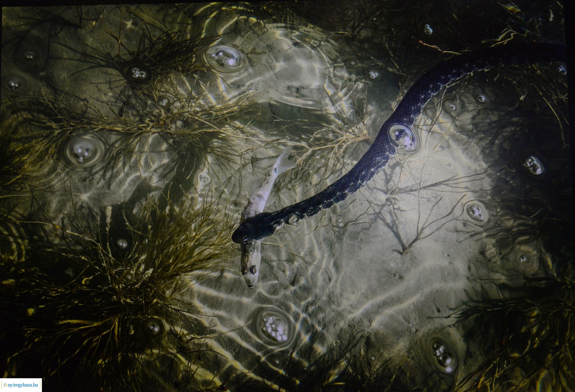 Az év természetfotósa 2022 - kiállításmegnyitó a VMKK-ban