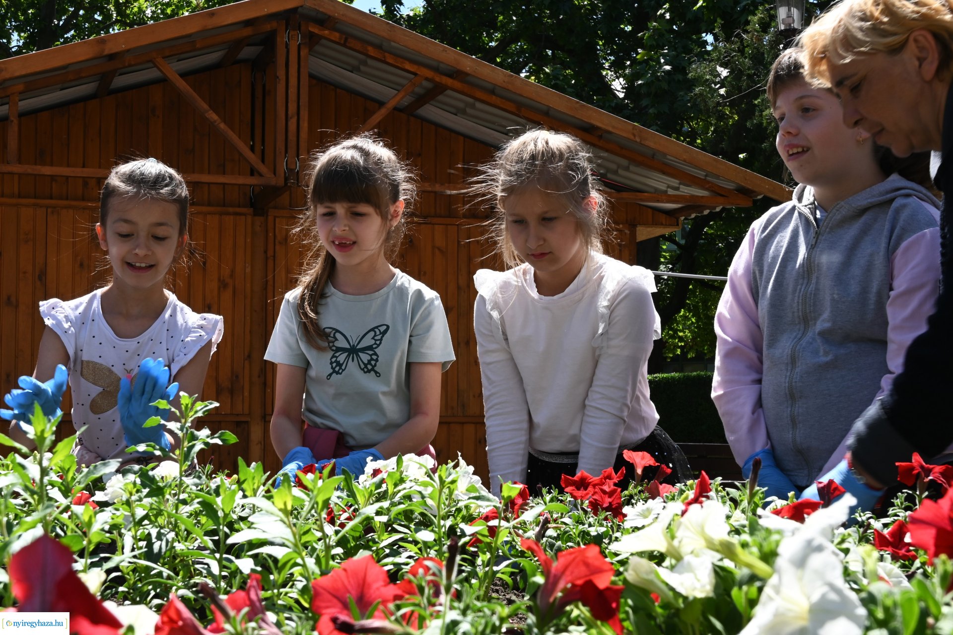 Az ÖKOSuli program keretében a belvárost virágosították a Petőfisek