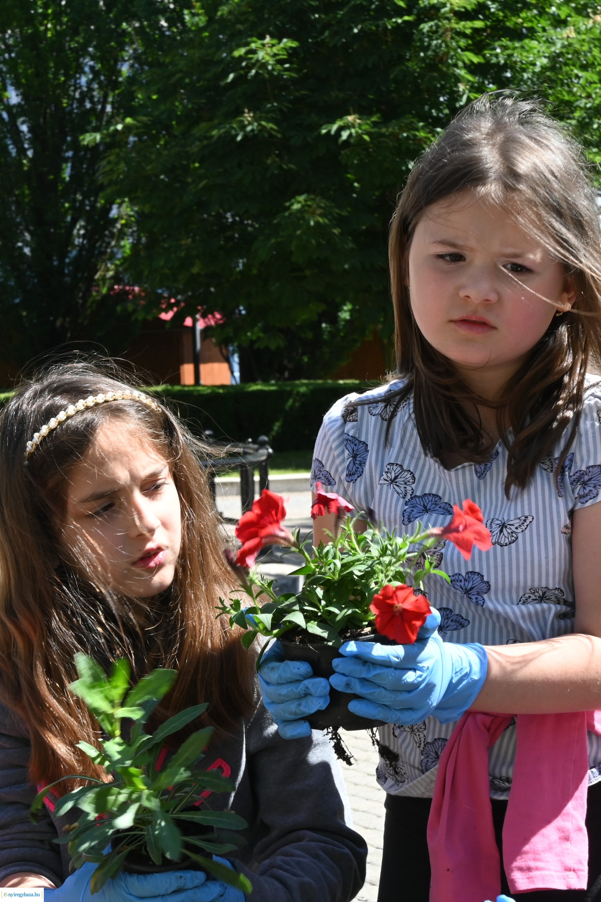 Az ÖKOSuli program keretében a belvárost virágosították a Petőfisek
