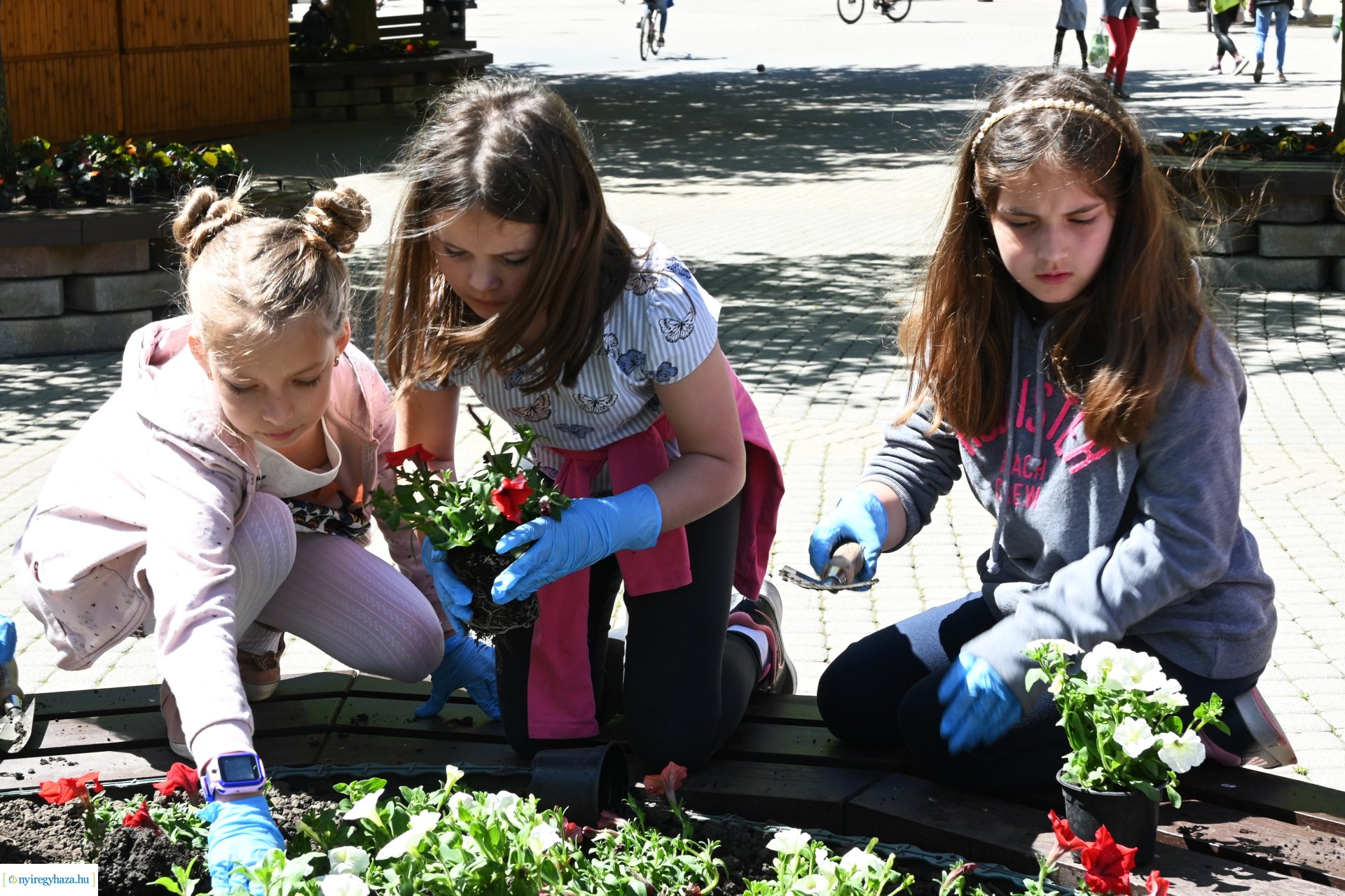 Az ÖKOSuli program keretében a belvárost virágosították a Petőfisek