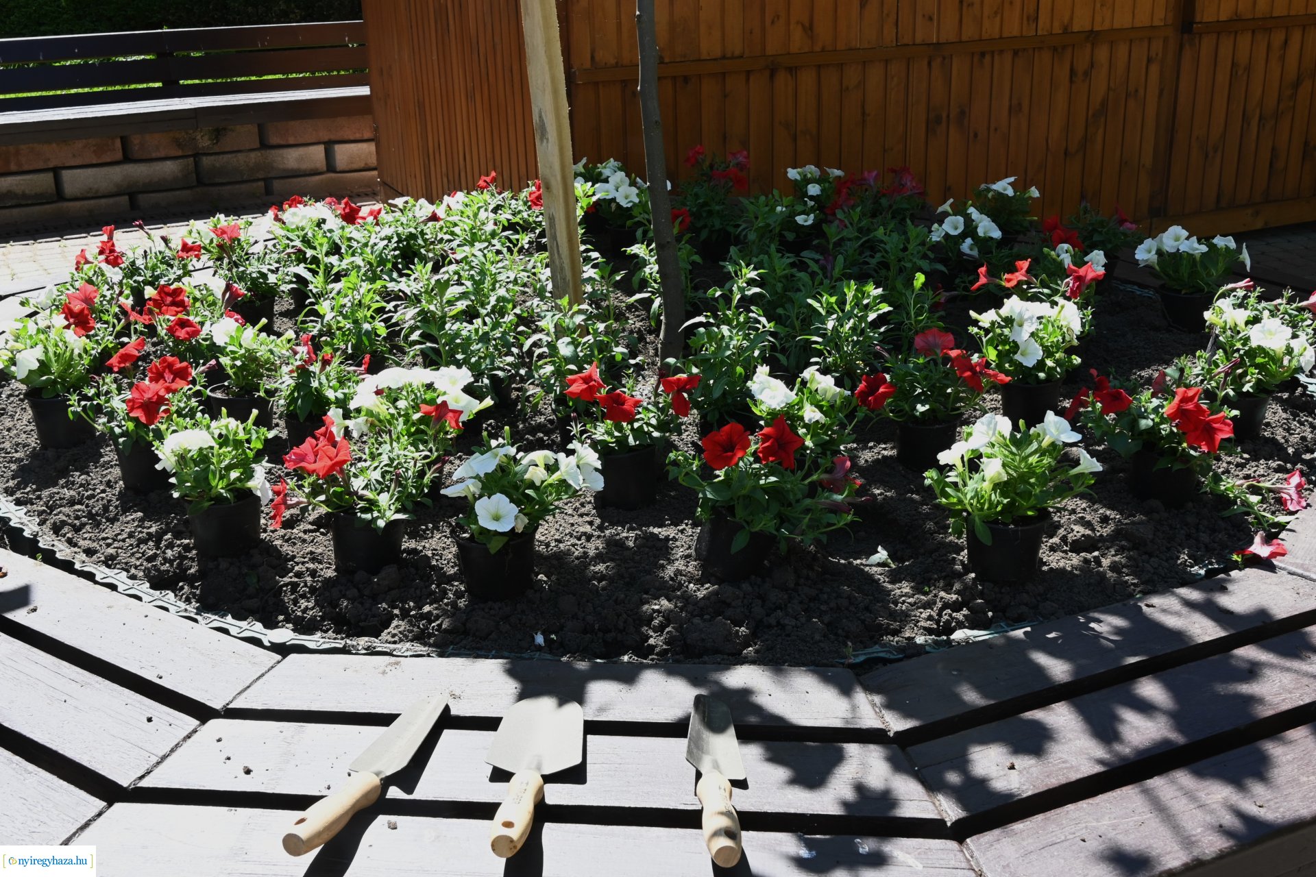 Az ÖKOSuli program keretében a belvárost virágosították a Petőfisek