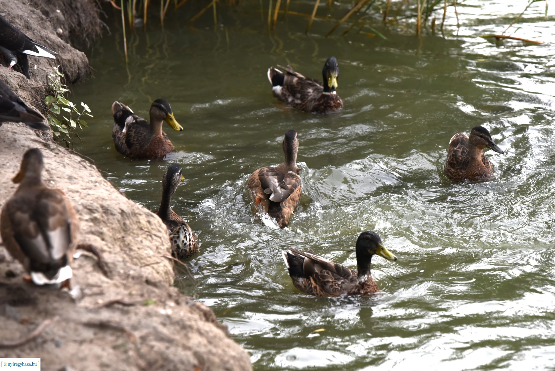 Az Orpheum Madams koncerje a Zene Sóstón programsorozat színpadán