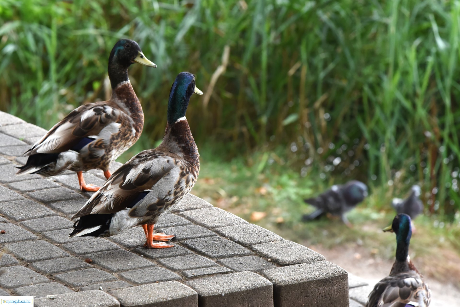 Az Orpheum Madams koncerje a Zene Sóstón programsorozat színpadán