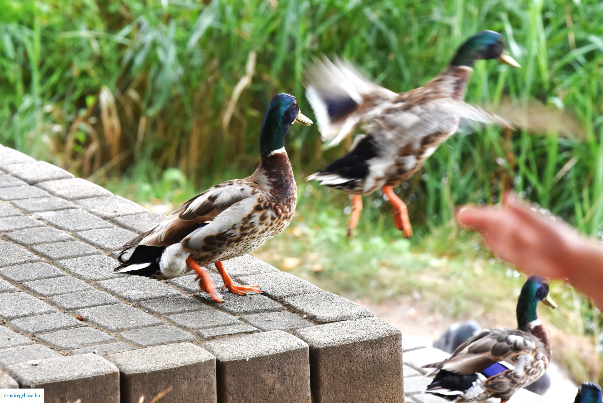 Az Orpheum Madams koncerje a Zene Sóstón programsorozat színpadán