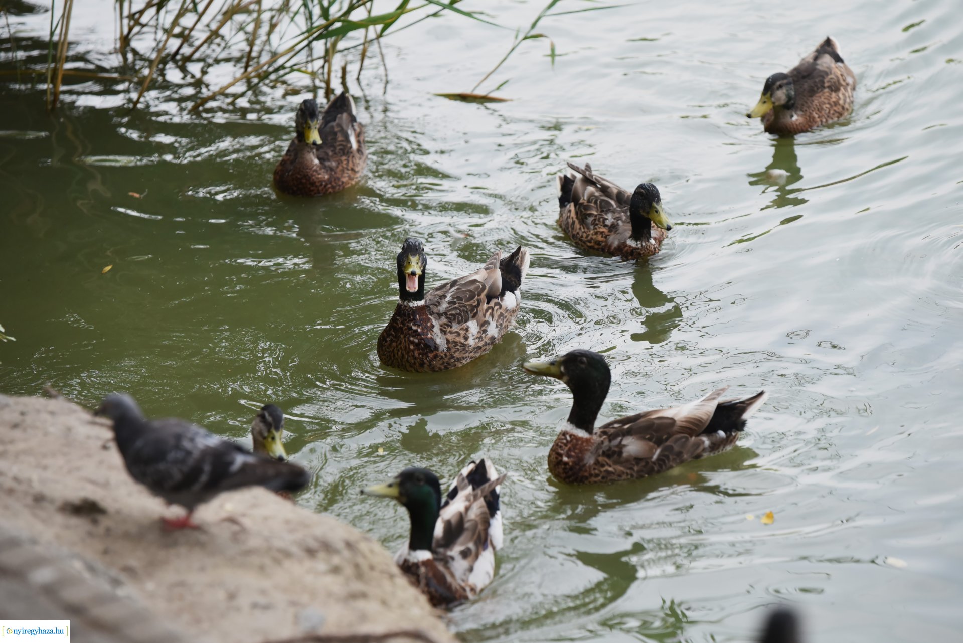 Az Orpheum Madams koncerje a Zene Sóstón programsorozat színpadán