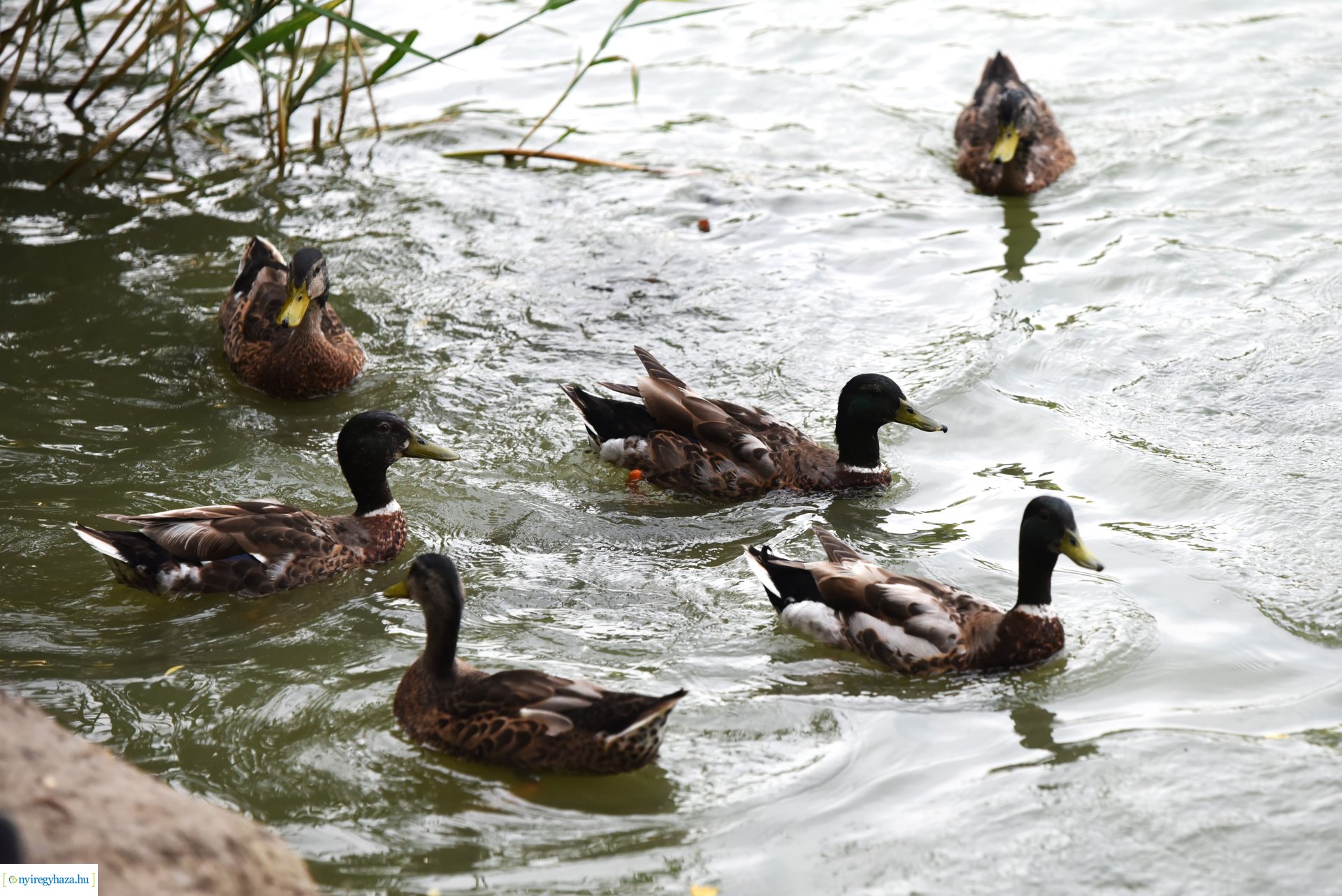 Az Orpheum Madams koncerje a Zene Sóstón programsorozat színpadán